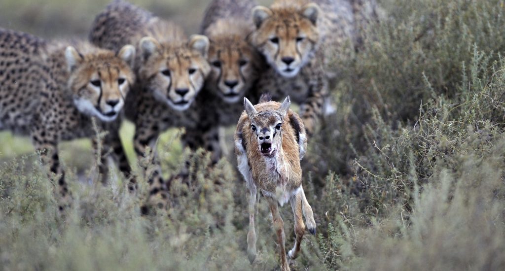 Gazelle prey